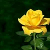 thuhatrani86