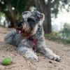 chelsea.schnauzer