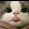 chnghi22