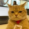 spike_zoo