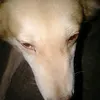 piggykweng1