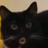 furmom_nio