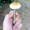 Brother Nature
