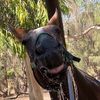 one._.gay._.equestrian