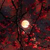 moonlighttarot06