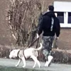 dog_zilla23