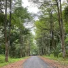 tukangkeliling17
