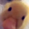the.s1lly.duck