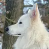 charlesthewhiteshepherd