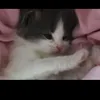 dania_yd1