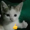 brsla0