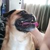 buddycrocket