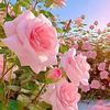 user3530054045494