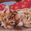.ok.katze