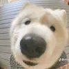 kade_who