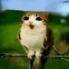 skeetoperator
