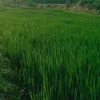 anhchangvungque.74