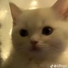 mey_sukusakii