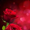 rima.rahaman6