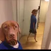 da_peda11