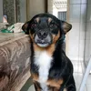 cachorropretinho7