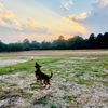 dogs_r_my_people