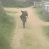 wheelie.man69