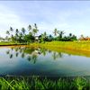 ijenkoifarm