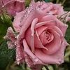 hiba_ali4444