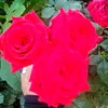 useror1l7qxxwm
