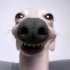 luizitodev