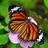 butterflies___08