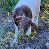 MR.GOAT