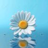 daisy__72