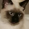 aidafunnycat2022