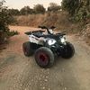 musa__12340