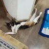 lubimaya_123456