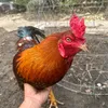 luckystart252