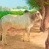 mohmmadameen39