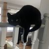 threecatsandcounting