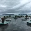hoaihoai446