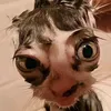 alphavujr