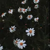 ellajo92