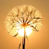 handydandelion