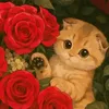 userml97grrpfy