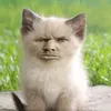 ebashun_egrov