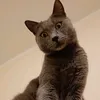 romeodpdp
