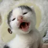 catlov3s