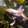 axolotlmexicooficial