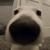 anhduy8232